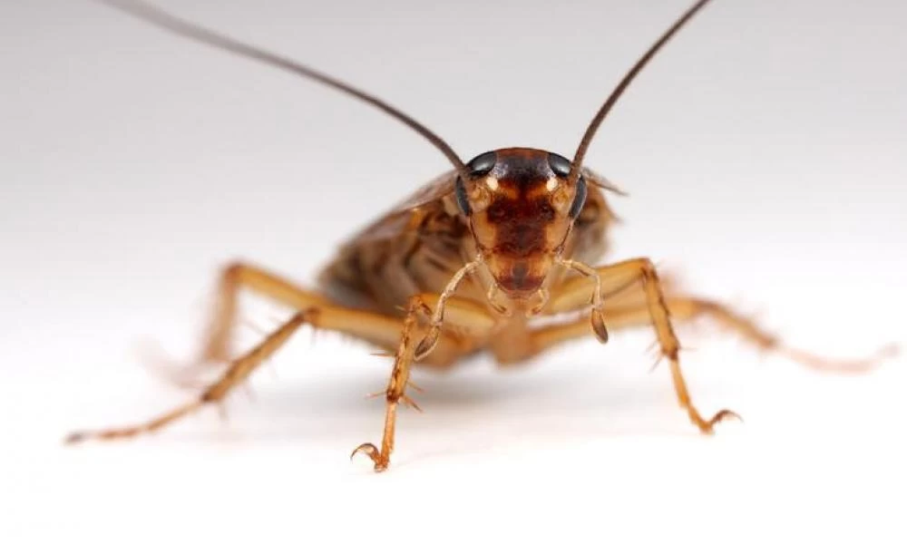 Αυτό και αν είναι εκδίκηση! Έριξαν 1000 κατσαρίδες σε εστιατόριο